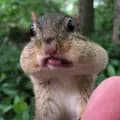 Chipmunks of TikTok-chipmunksoftiktok