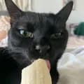 Salem-salemthebananacat