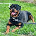 Rottweiler.Archibald-rottweiler.archibald