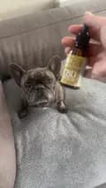 Bertie The Frenchie-bertiethefrenchie