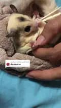 ชูก้า4289-sugarglider4289