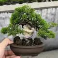 bonsai_making-bonsai_making