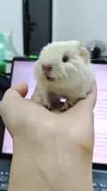 Cute Pet Diary-ychuan.pet