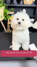 Phụ Kiện pet xinh ✨-storepet99