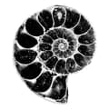 ammonite.bones-ammonite.bones