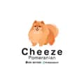Cheeze Pomeranian-cheezepompuppy