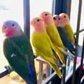 Bird Buddies-birdbuddiess