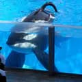 Orcas <333-free_the_orcas_1