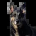 ChinoTheGSD-chinothegsd