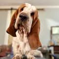 OliveOyl_the_Basset-oliveoyl_the_basset