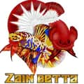 Zain_bettacollection-zain.betta