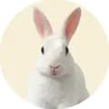 Abú the Bunny-abu.thebunny