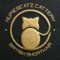 Nupiescatz Cattery-nupiescatzcattery
