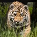 The Wildcat Sanctuary-wildcatsanctuary