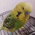 green parrot-adrianchelea0