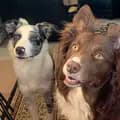 howlandnova_thecollies-howlandnovathecollies