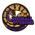 Crediball Pythons Reptile Farm-crediballpythonsph