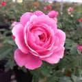vườn hồng chú sáu sa đéc-mythanh2305