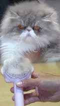 Kucing Cemara-kucingcemara01