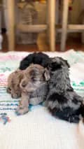 Farmhouse Schnauzers-farmhouseschnauzers