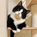 House cat 🐈-cutefamilycats