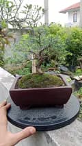 Wildan_bonsai-wildan_bonsai