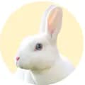 Abú the Bunny-abu.thebunny