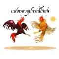 แสงทองอุปกรณ์ไก่ชน-stkai8899