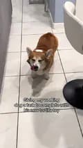 Sam the Corgi-pawdredecorgi