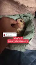 ชูก้า4289-sugarglider4289