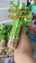 ปิ๋วปิ๋ว พารีวิว-hydrovegetables