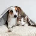 Cat & Dog Story-catanddogstory