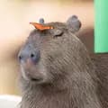 Capybaraclubvn-capybaraclubvn