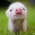 Cute Pigs of TikTok 🐷❤️-cute.pigs.tiktok