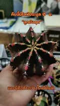 Dreamcatcher cactus-dreamcatchercactus