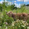 Winnie-winnie..the..cavapoo