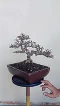 Wildan_bonsai-wildan_bonsai