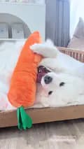 อูยูบิงซู&ทูยู ซามอยด์พาเที่ยว-thesamoyed.journey