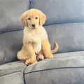 Laddu_TheGolden-ladduthegolden