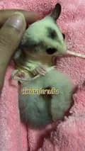 ชูก้า4289-sugarglider4289