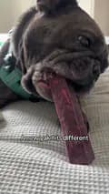 Bertie The Frenchie-bertiethefrenchie