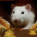 🐀jez the rat mumma🐀-_thenonbinarynerd_
