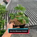 Gardening with Er👩🏻‍🌾-erikaninda7