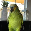 Ramses the parrot-prod121