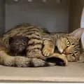 Networkingdevorecats-devoresheltercats