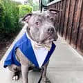 Zeus.the.blue.pittie-zeus.the.blue.pittie