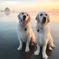 PNW Golden Retriever Siblings-thegoldentwoofficial