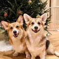 Dash & Lili The Corgis-dash_and_furrious