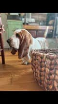 OliveOyl_the_Basset-oliveoyl_the_basset