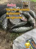 รำบ่ม วิถี ปลาคลอง-itsaretboonlakorn